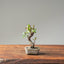 Texas Cedar Elm Bonsai #1115