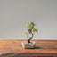 Texas Cedar Elm Bonsai #1115