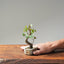 Texas Cedar Elm Bonsai #1115