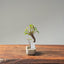 Texas Cedar Elm Bonsai #1115