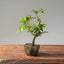 Korean Hornbeam Bonsai #1116
