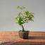 Korean Hornbeam Bonsai #1116