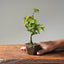 Korean Hornbeam Bonsai #1116