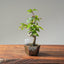 Korean Hornbeam Bonsai #1116