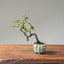Chinese Quince Bonsai #1117