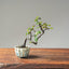 Chinese Quince Bonsai #1117