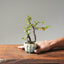 Chinese Quince Bonsai #1117