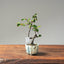 Chinese Quince Bonsai #1117