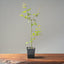 Japanese Maple Seedling Bonsai Starter