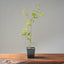 Japanese Maple Seedling Bonsai Starter