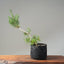 Scots Pine #1118