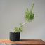 Scots Pine #1118