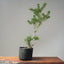 Scots Pine #1119