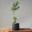 Scots Pine #1119