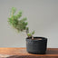 Scots Pine #1120