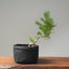 Scots Pine #1120
