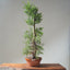 One-Gallon Santa Cruz Cypress #1121