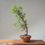 One-Gallon Santa Cruz Cypress #1122