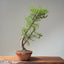 One-Gallon Santa Cruz Cypress #1122
