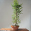 One-Gallon Santa Cruz Cypress #1123