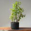 One-Gallon Trident Maple Bonsai #1125