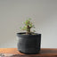 Corkbark Chinese Elm Bonsai #1126