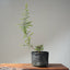 Corkbark Chinese Elm Bonsai #1127