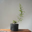 Corkbark Chinese Elm Bonsai #1127
