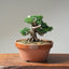 Kishu Juniper Bonsai #1128