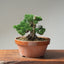 Kishu Juniper Bonsai #1128