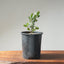 Blue Oak Bonsai #1129