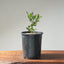 Blue Oak Bonsai #1129