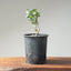 Blue Oak Bonsai #1130