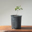 Blue Oak Bonsai #1131