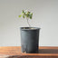 Blue Oak Bonsai #1131