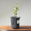 Blue Oak Bonsai #1132