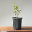 Blue Oak Bonsai #1132