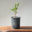 Blue Oak Bonsai #1133