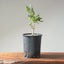 Blue Oak Bonsai #1133