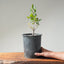 Blue Oak Bonsai #1133