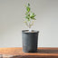Blue Oak Bonsai #1133
