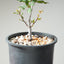 Blue Oak Bonsai #1133