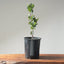 Blue Oak Bonsai #1134
