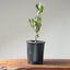 Blue Oak Bonsai #1134