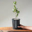 Blue Oak Bonsai #1134