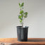 Blue Oak Bonsai #1134
