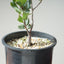 Blue Oak Bonsai #1134