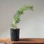 Japanese Black Pine Bonsai #1135