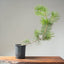 Japanese Black Pine Bonsai #1135