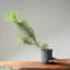 Japanese Black Pine Bonsai #1135